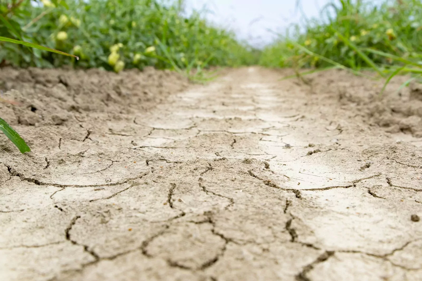 A dirt road surrounded by grass and weeds